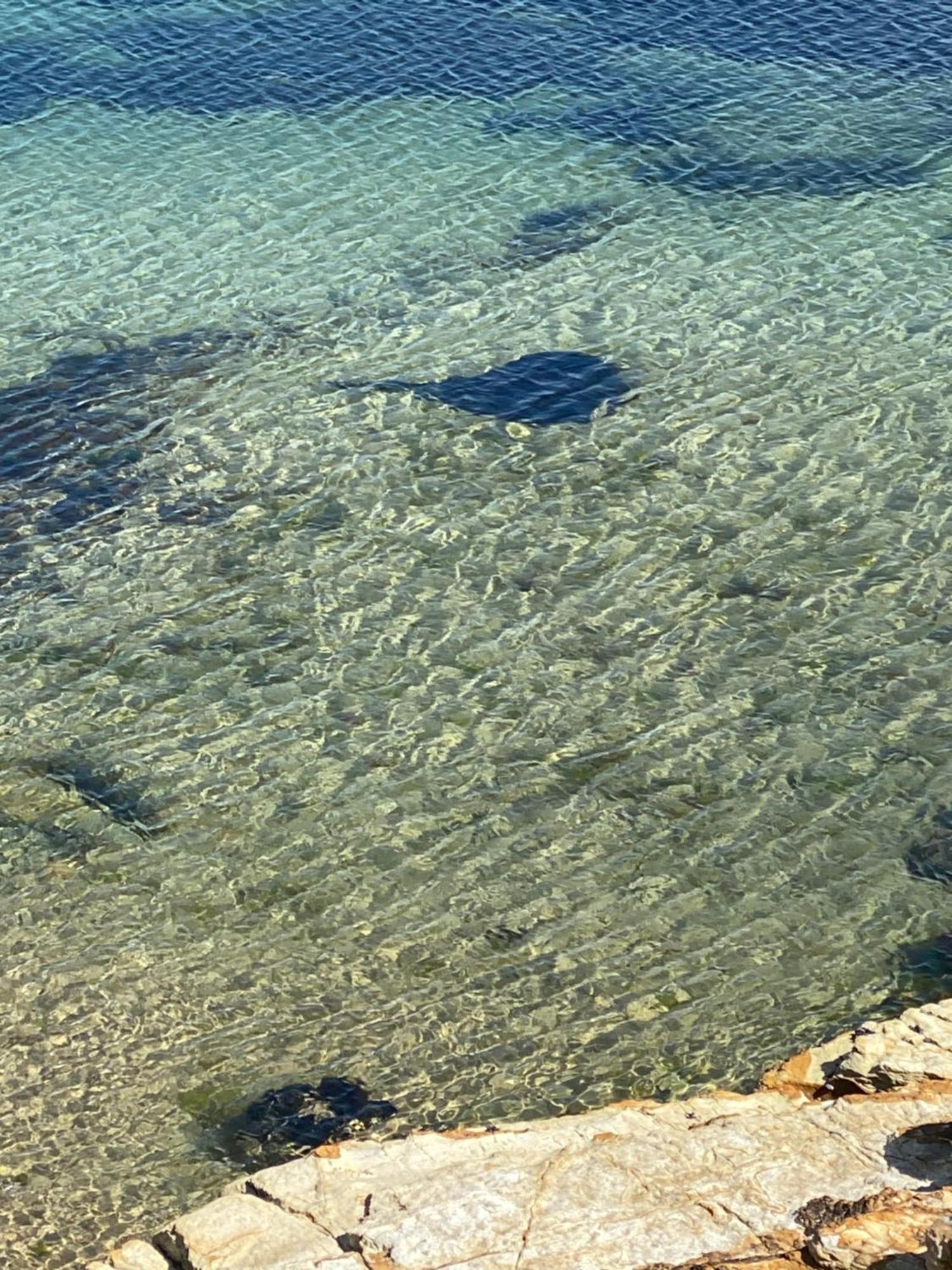Beach Buoy Opossum Bay South Arm المظهر الخارجي الصورة